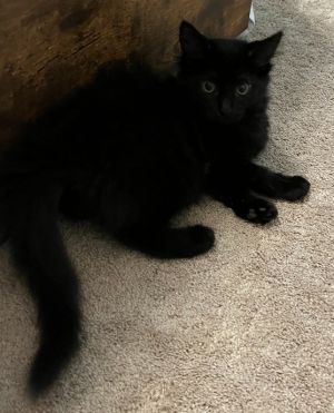 Phoebe, Baby Female unknown