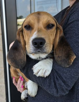 Snoop, Adult Male unknown