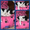 Joey photo 2