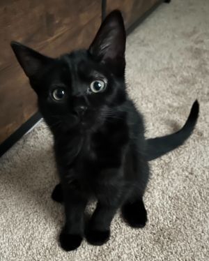 Chandler, Baby Female unknown