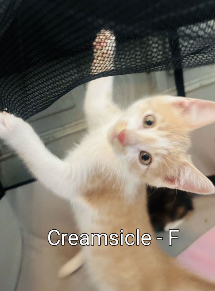 Creamsickle Kitten 1