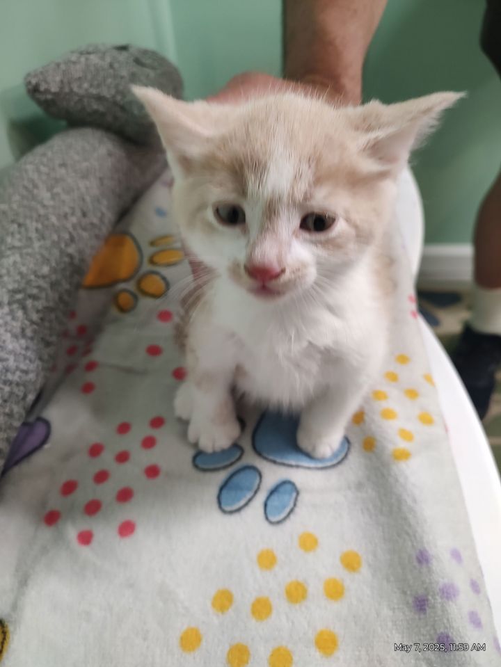 Creamsickle Kitten 2