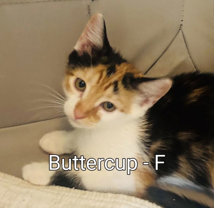 Buttercup Kitten 1
