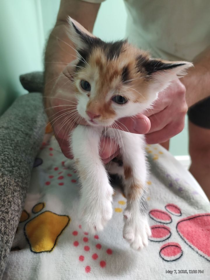 Buttercup Kitten 2
