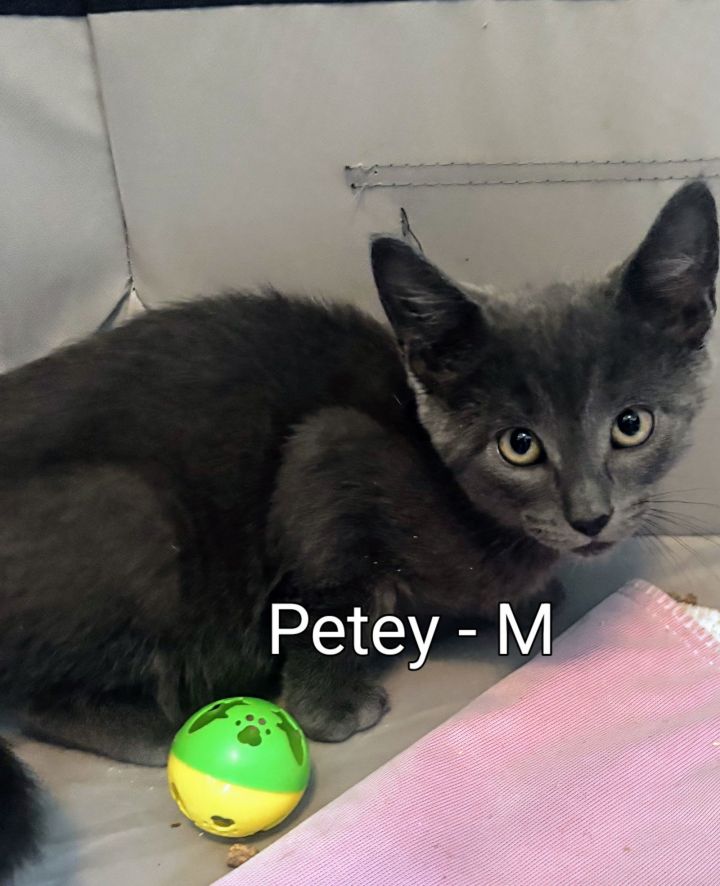 Petey Kitten 2