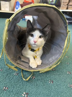 Patches Kitten
