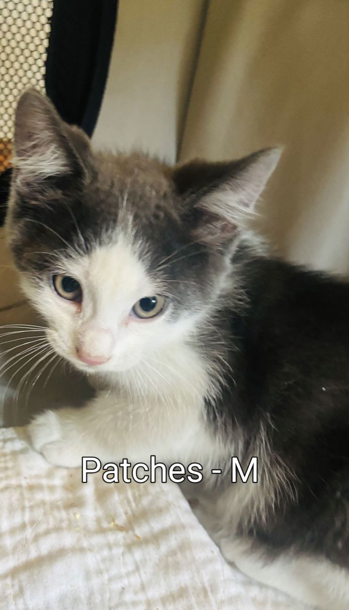 Patches Kitten 2