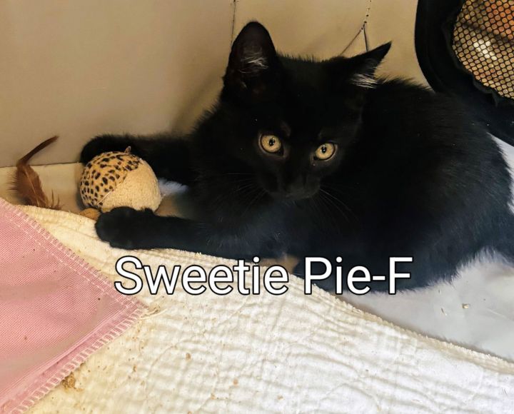 Sweetie Pie Kitten 1