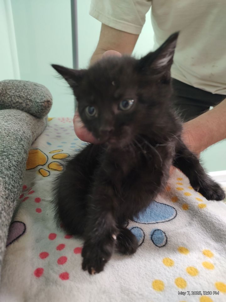 Sweetie Pie Kitten 2