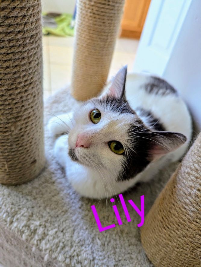 Lily