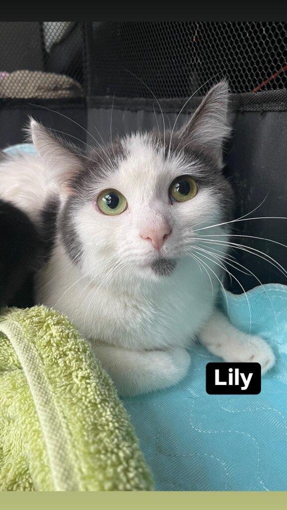 Lily 2