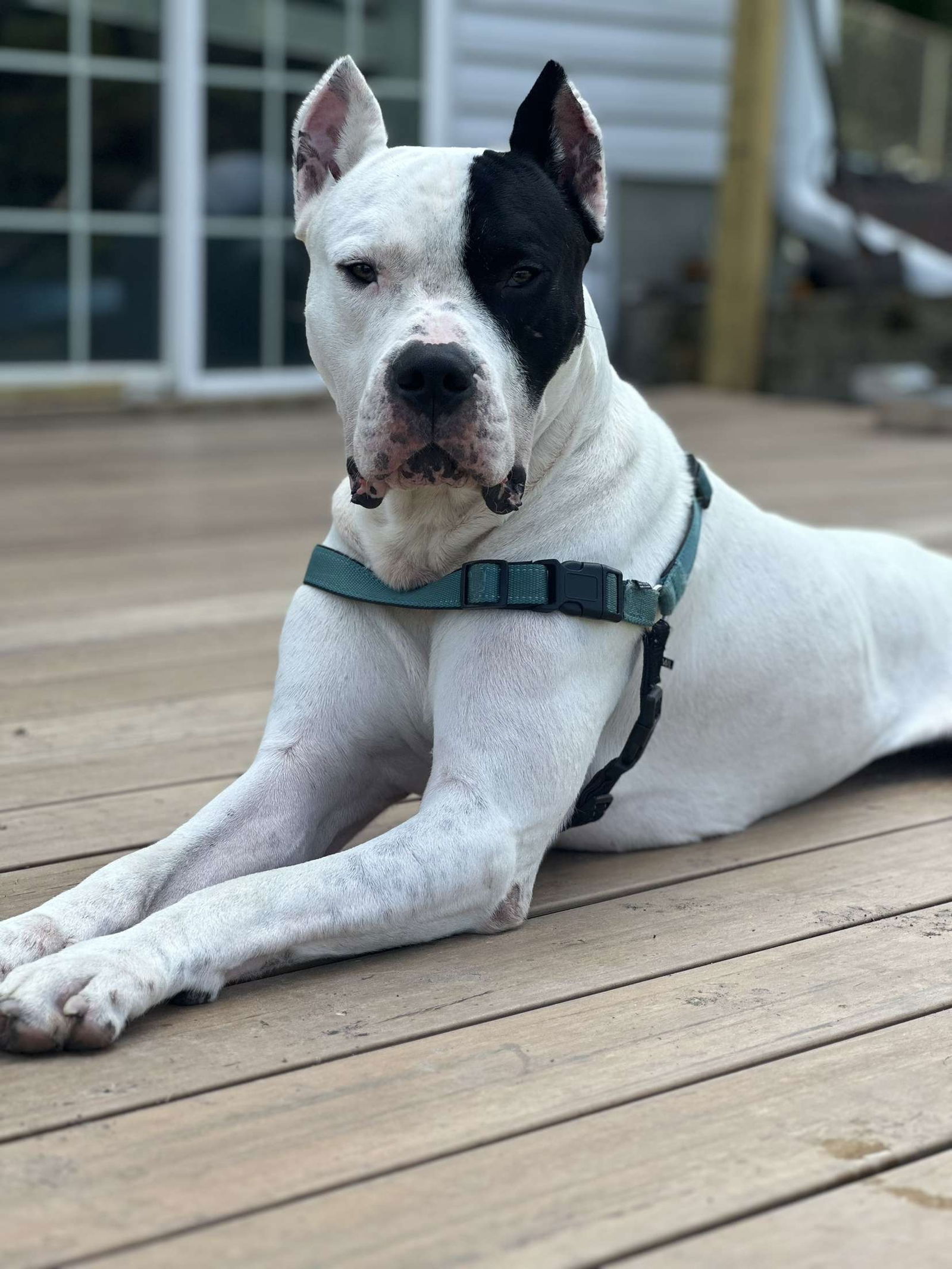Chulo