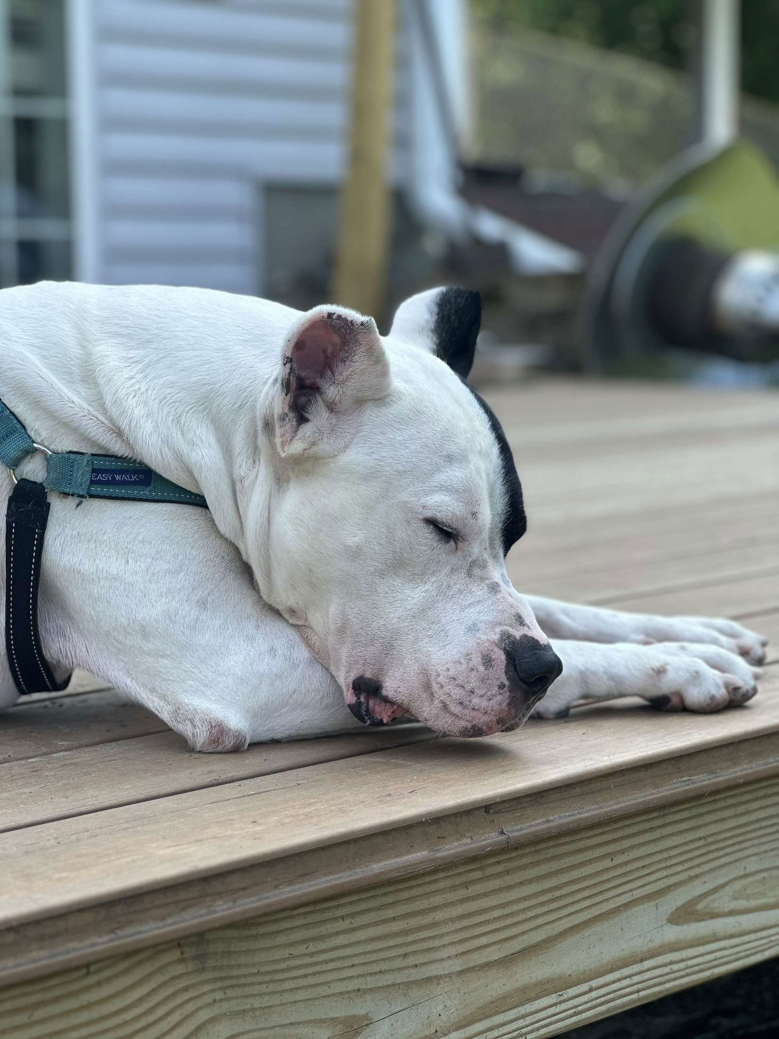 Chulo