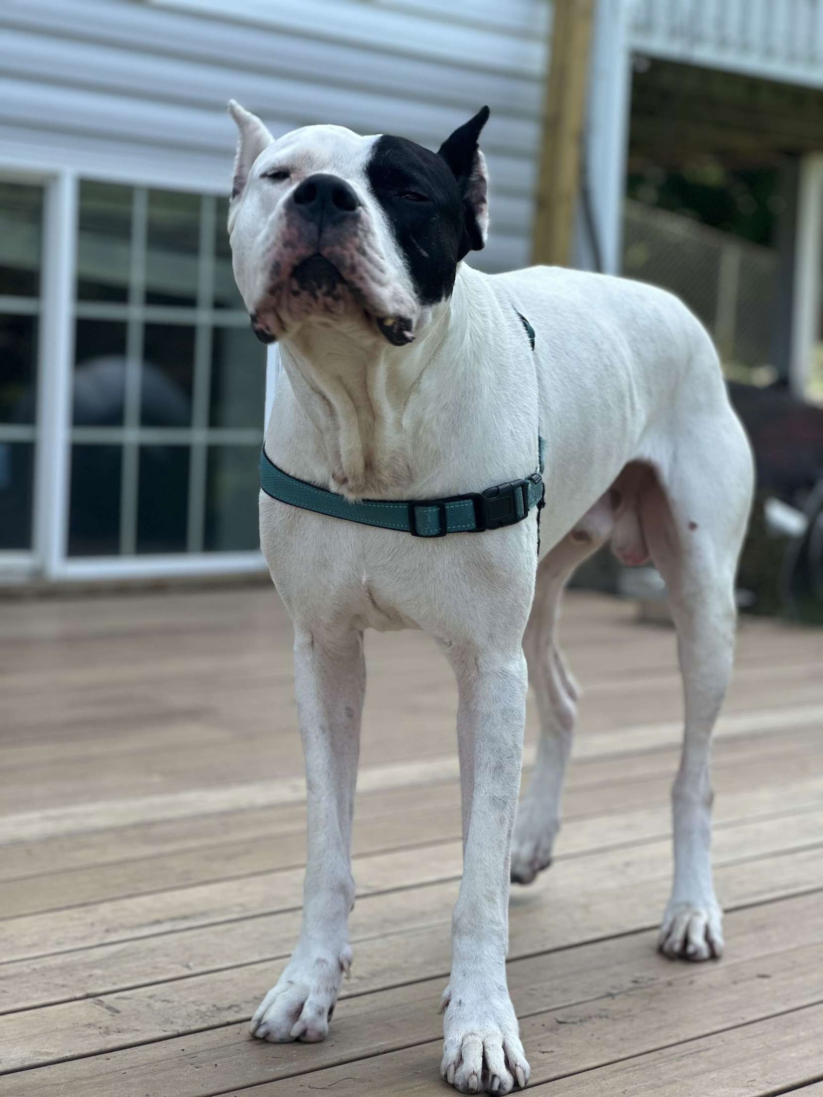 Chulo