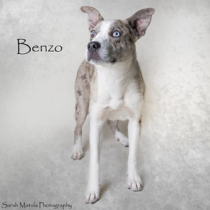 Benzo