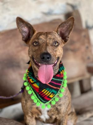 Meet Lorenza Currently in Mexico ready for her forever home in the PNW Breed Plott Hound  Mountai