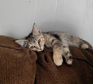 Rogue, Baby Female Domestic Short Hair