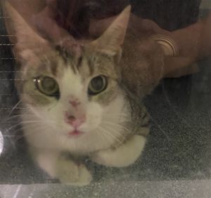 LOBA, Young Female Domestic Short Hair
