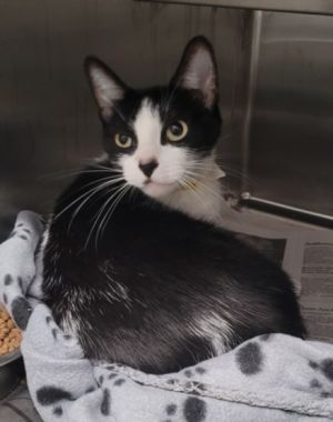 LADYBUG, Young Female Domestic Short Hair