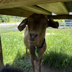 DEIRDRE, Young Female Goat