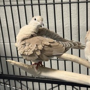 DOTTIE, Young Unknown Dove