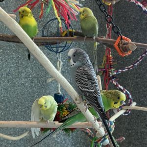 5, Adult Unknown Parakeet (Other)