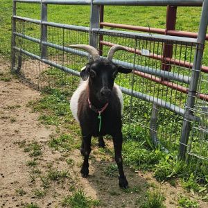 DARLA, Young Female unknown