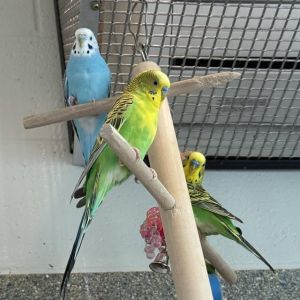 7, Adult Unknown Parakeet (Other)