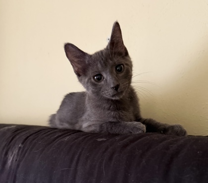 Basil