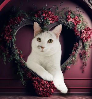 Oscarita Roofcat, Adult Female Domestic Short Hair