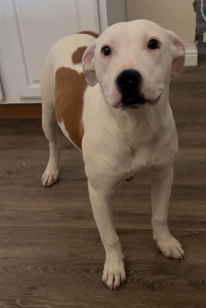 Myla