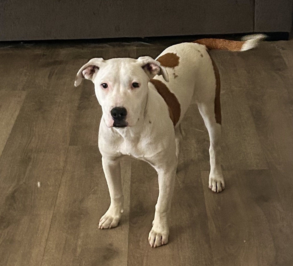 Myla