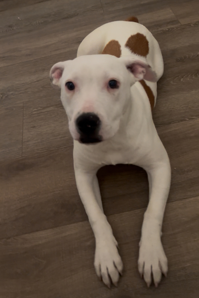 Myla