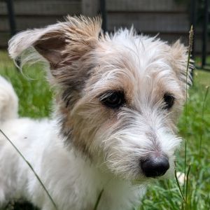 Diesel West Mixed Breed Dog