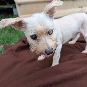 Meet Winston Jones a 12-year-old 15-pound Yorkie with a heart full of love and a story that deserv