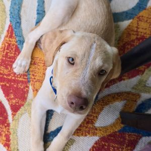 Blu Bear Yellow Labrador Retriever Dog