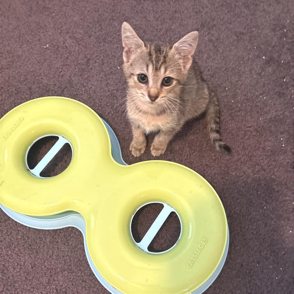 Viv