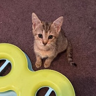 Viv