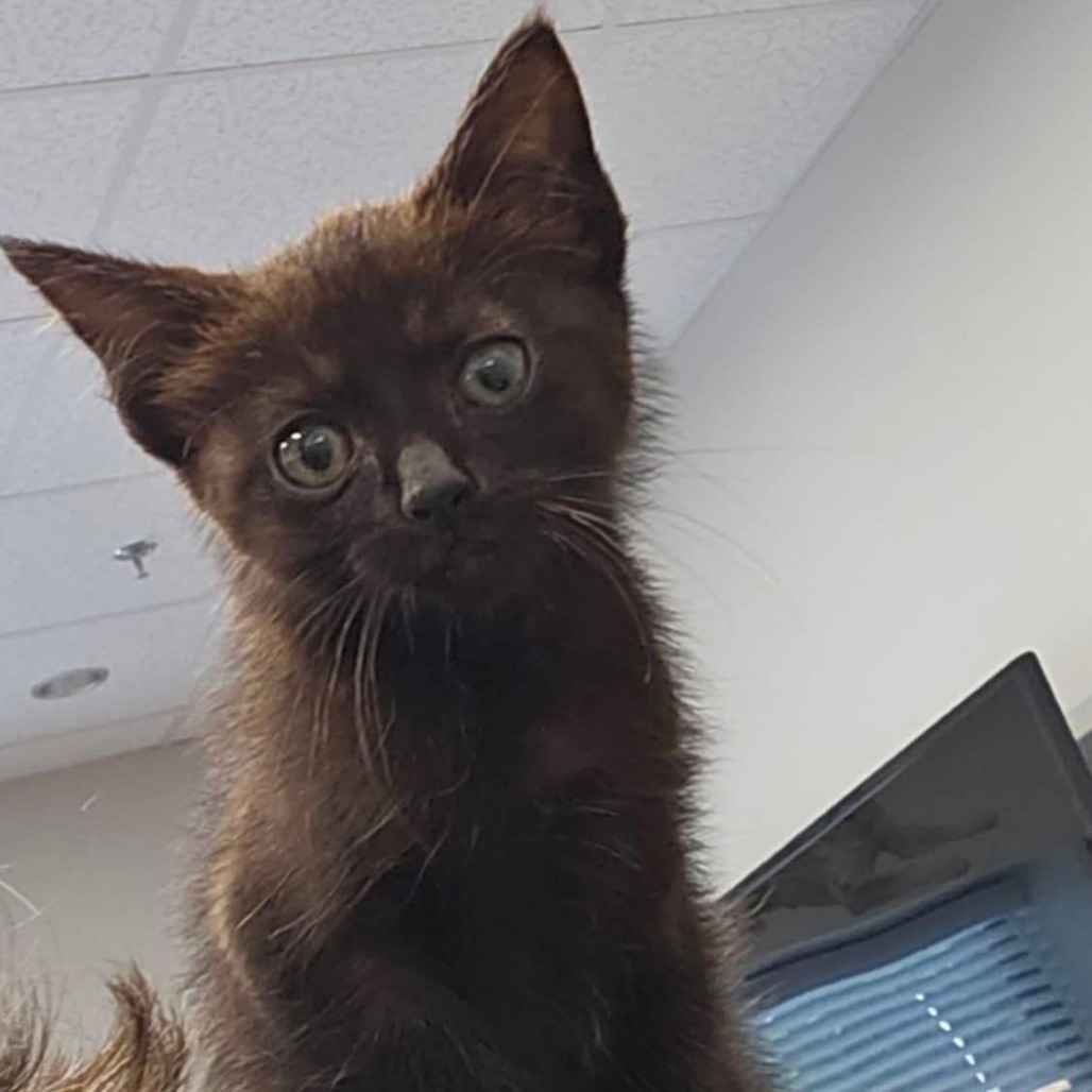 Cheyenne adopt with Alabama