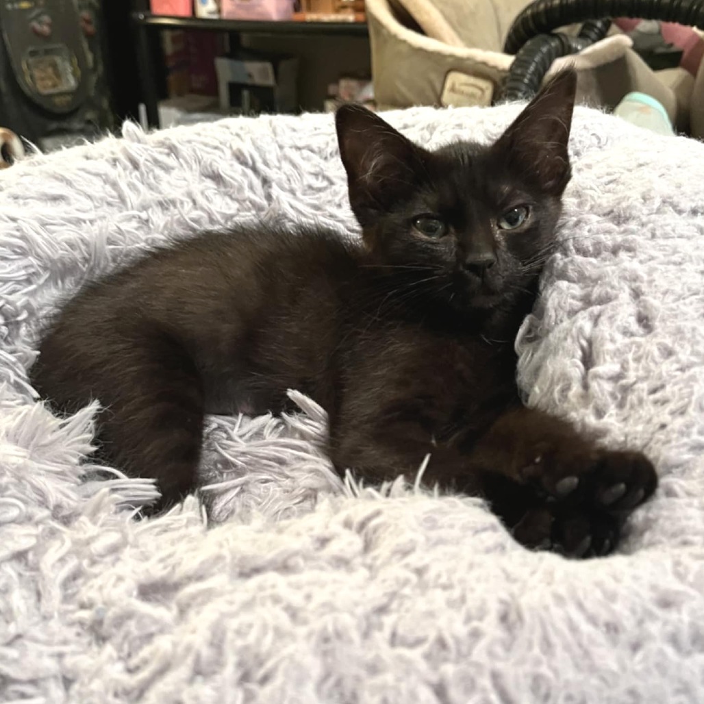 Cheyenne adopt with Alabama