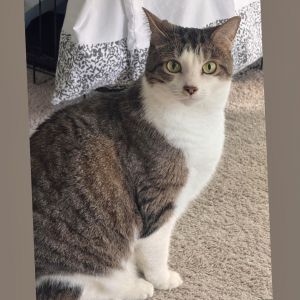 Minnie, Senior Female Domestic Medium Hair