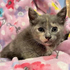 Windie Domestic Short Hair Cat