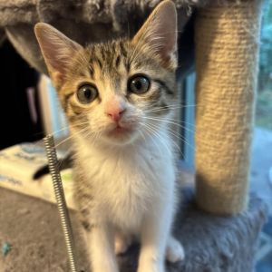 t-bone slim Domestic Short Hair Cat