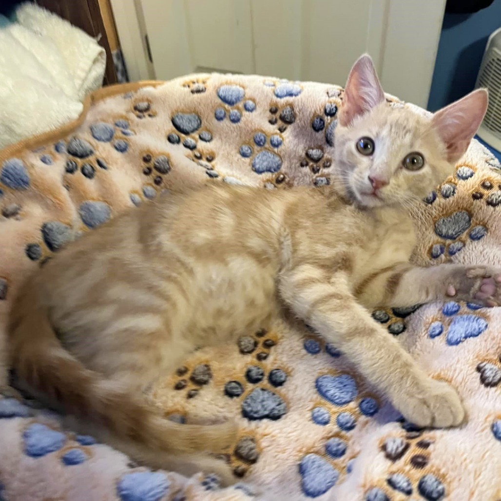 Christian (Adopt with Windie)