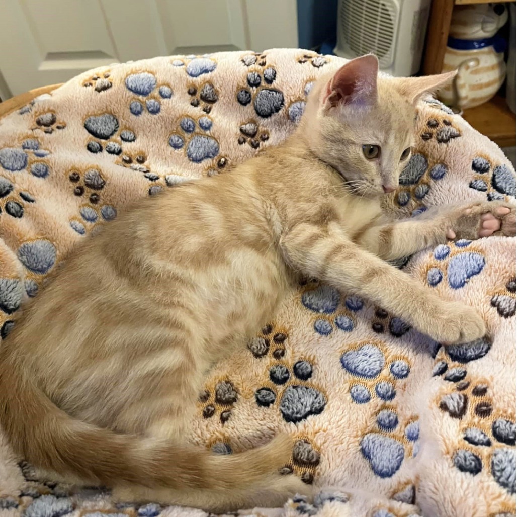 Christian (Adopt with Windie)