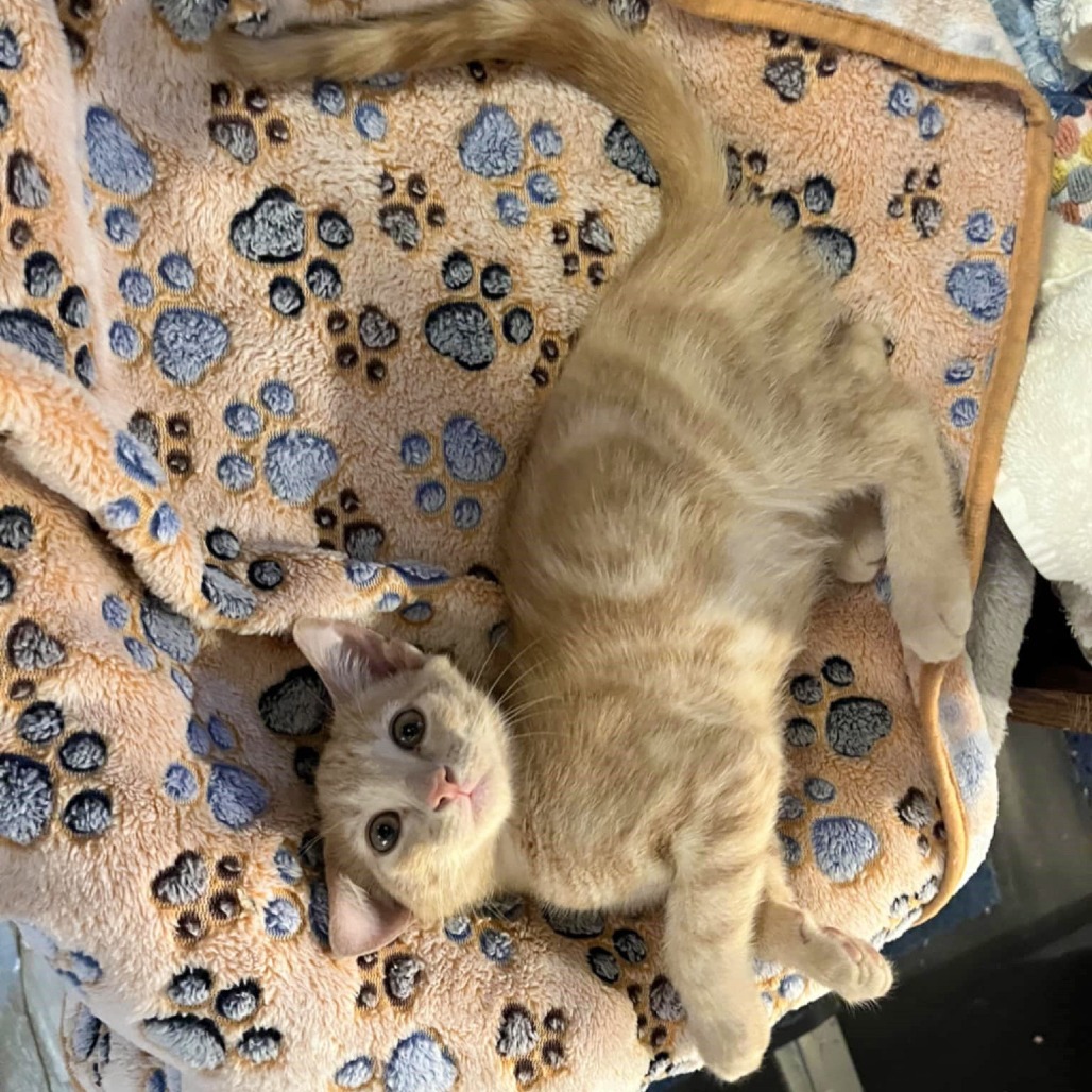 Christian (Adopt with Windie)