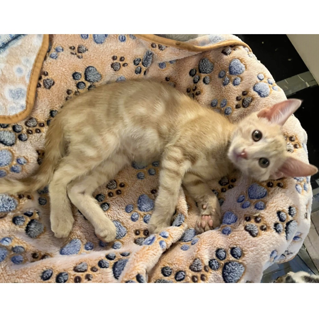 Christian (Adopt with Windie)