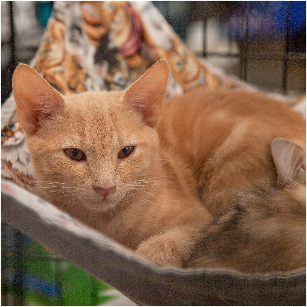 Christian (Adopt with Windie)