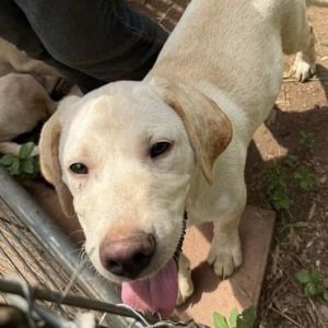 Boss Hog Yellow Labrador Retriever Dog