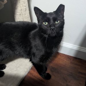 Trout, Young Male Domestic Short Hair